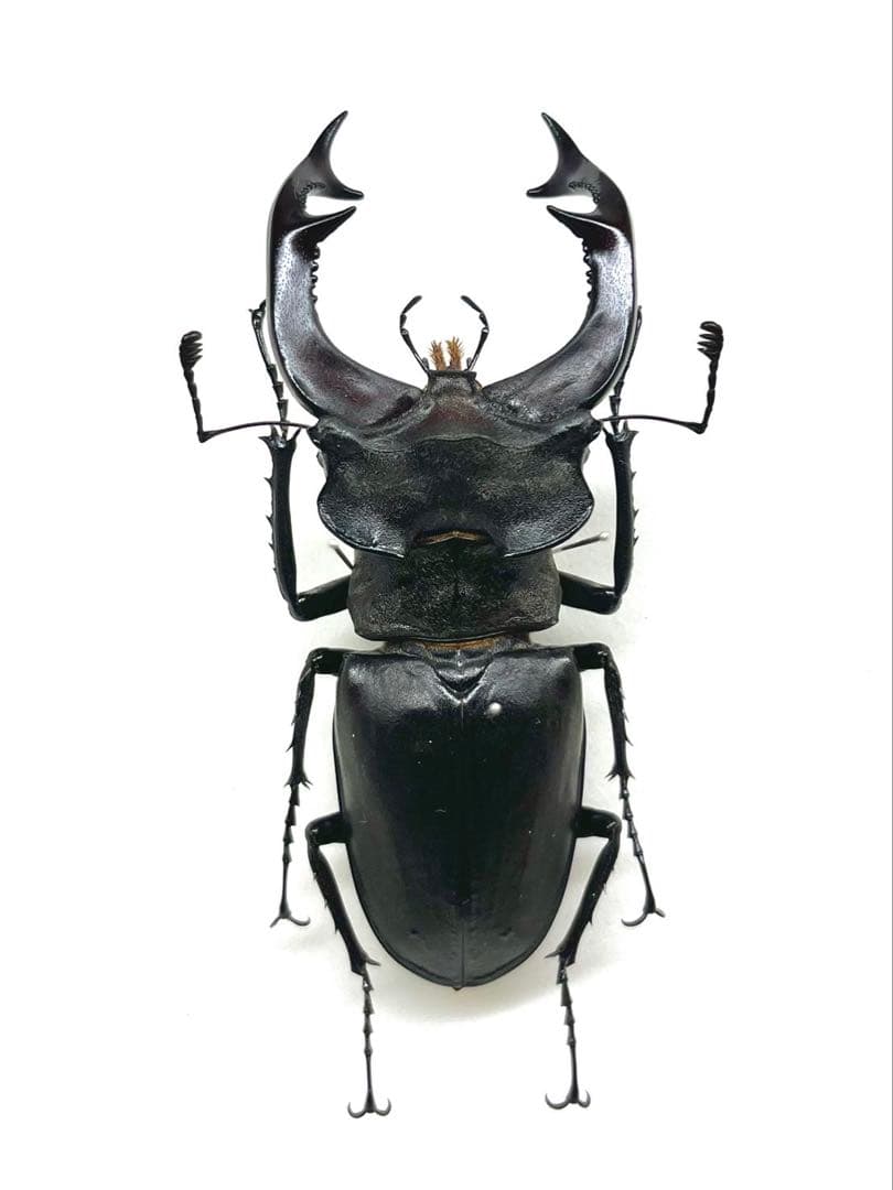 ヨーロッパミヤマクワガタ　標本　80mm