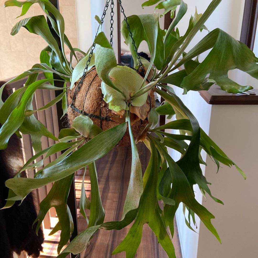 ビカクシダ 吊り鉢 大きめ 緑色