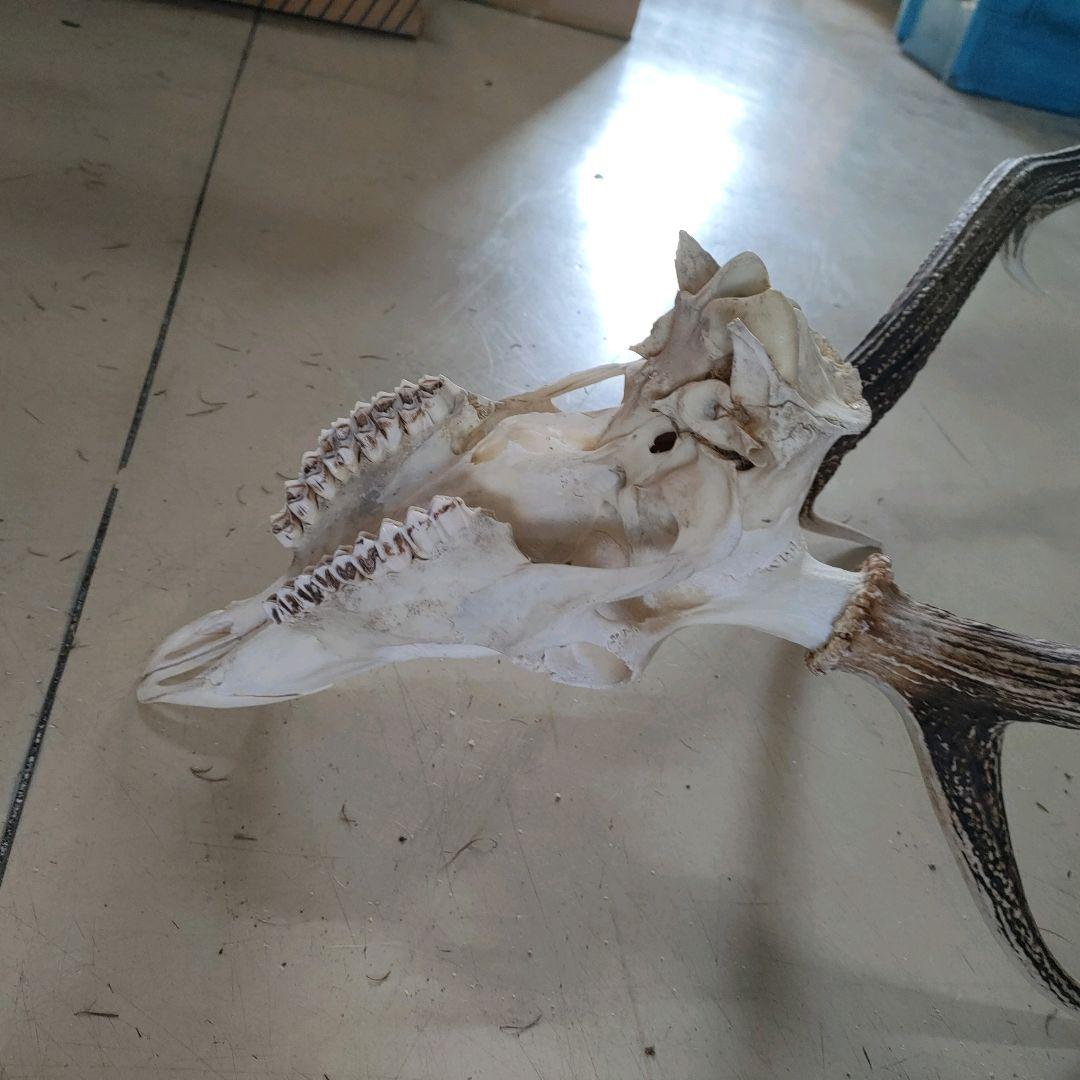 002 スカル頭蓋骨　ハンティングトロフィー　剥製　はく製　エゾシカ