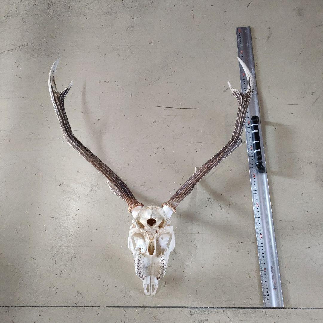 002 スカル頭蓋骨　ハンティングトロフィー　剥製　はく製　エゾシカ