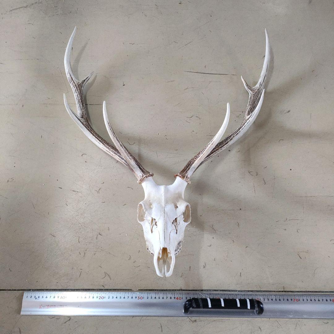 002 スカル頭蓋骨　ハンティングトロフィー　剥製　はく製　エゾシカ