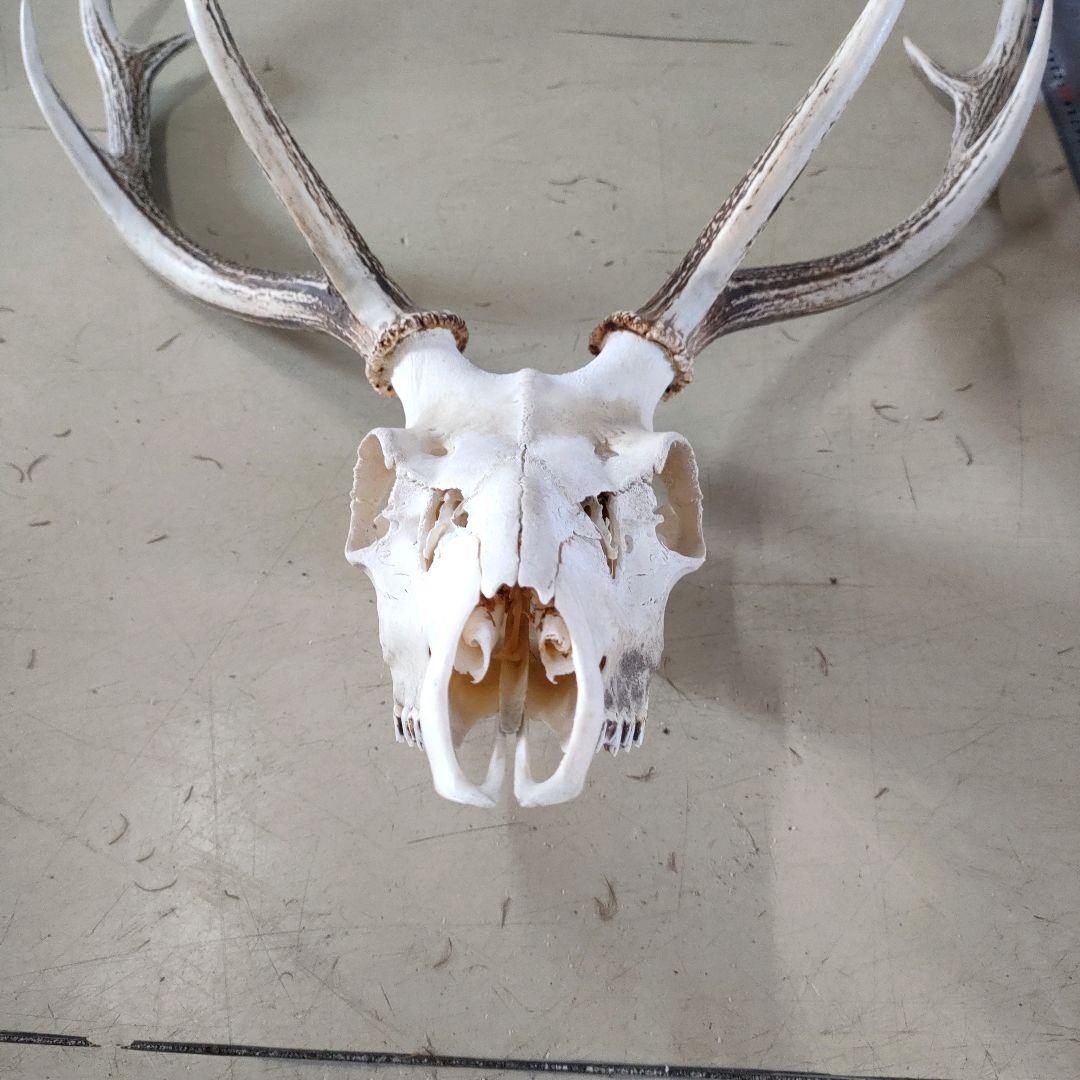 002 スカル頭蓋骨　ハンティングトロフィー　剥製　はく製　エゾシカ