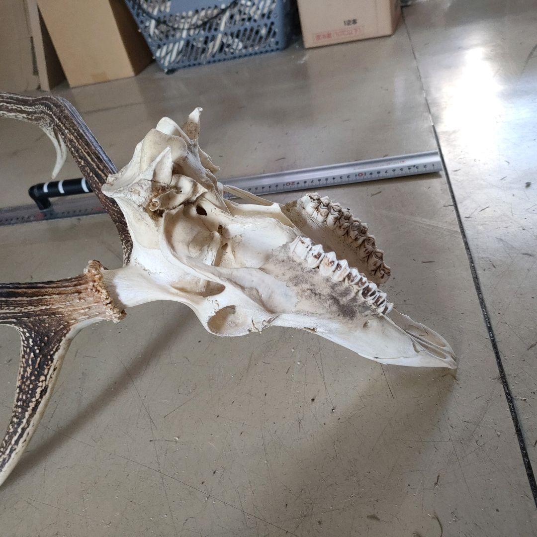 002 スカル頭蓋骨　ハンティングトロフィー　剥製　はく製　エゾシカ