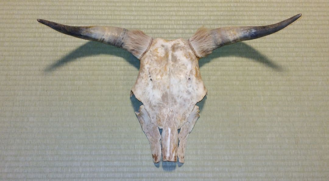 牛 頭骨