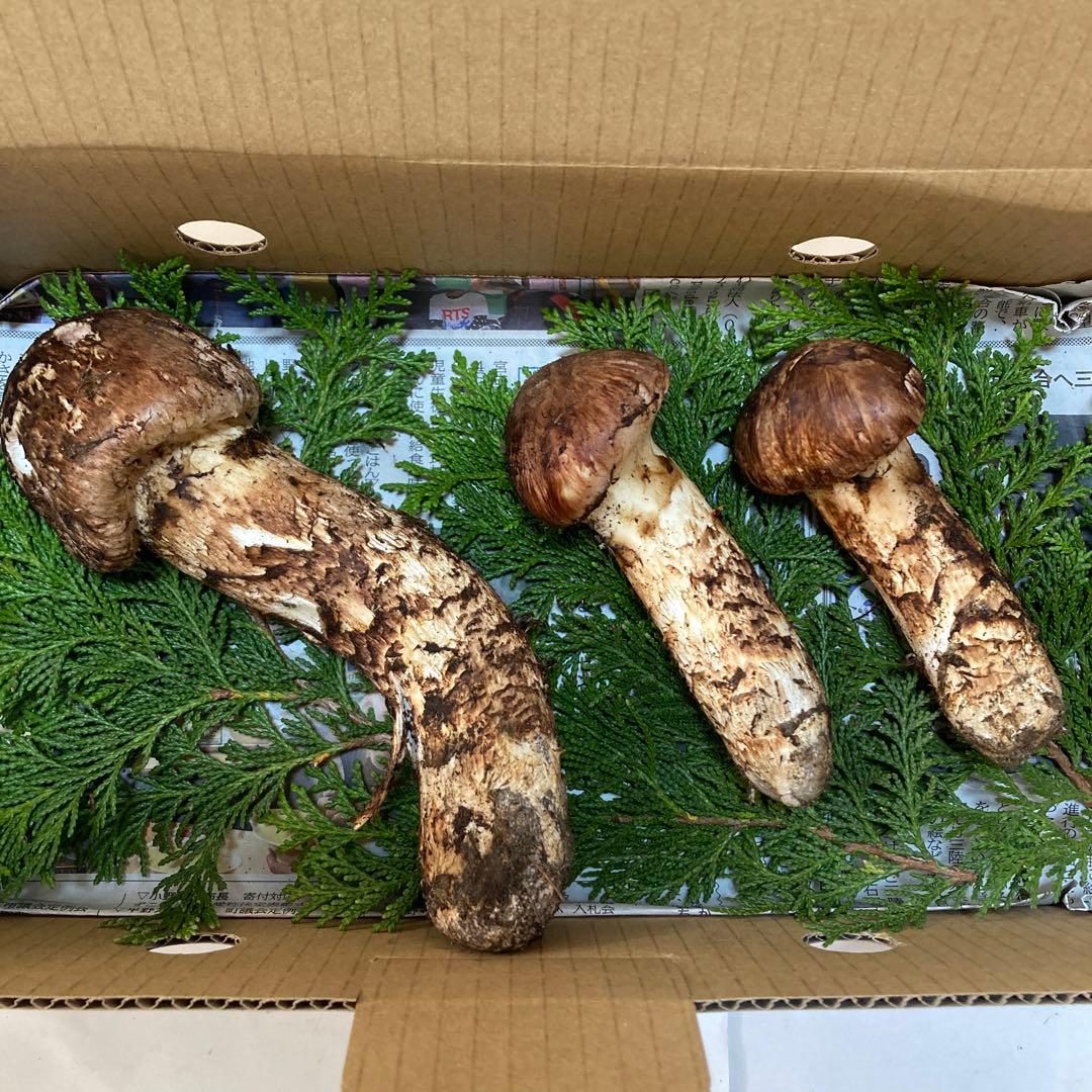 岩手県産　松茸　３本(230g)
