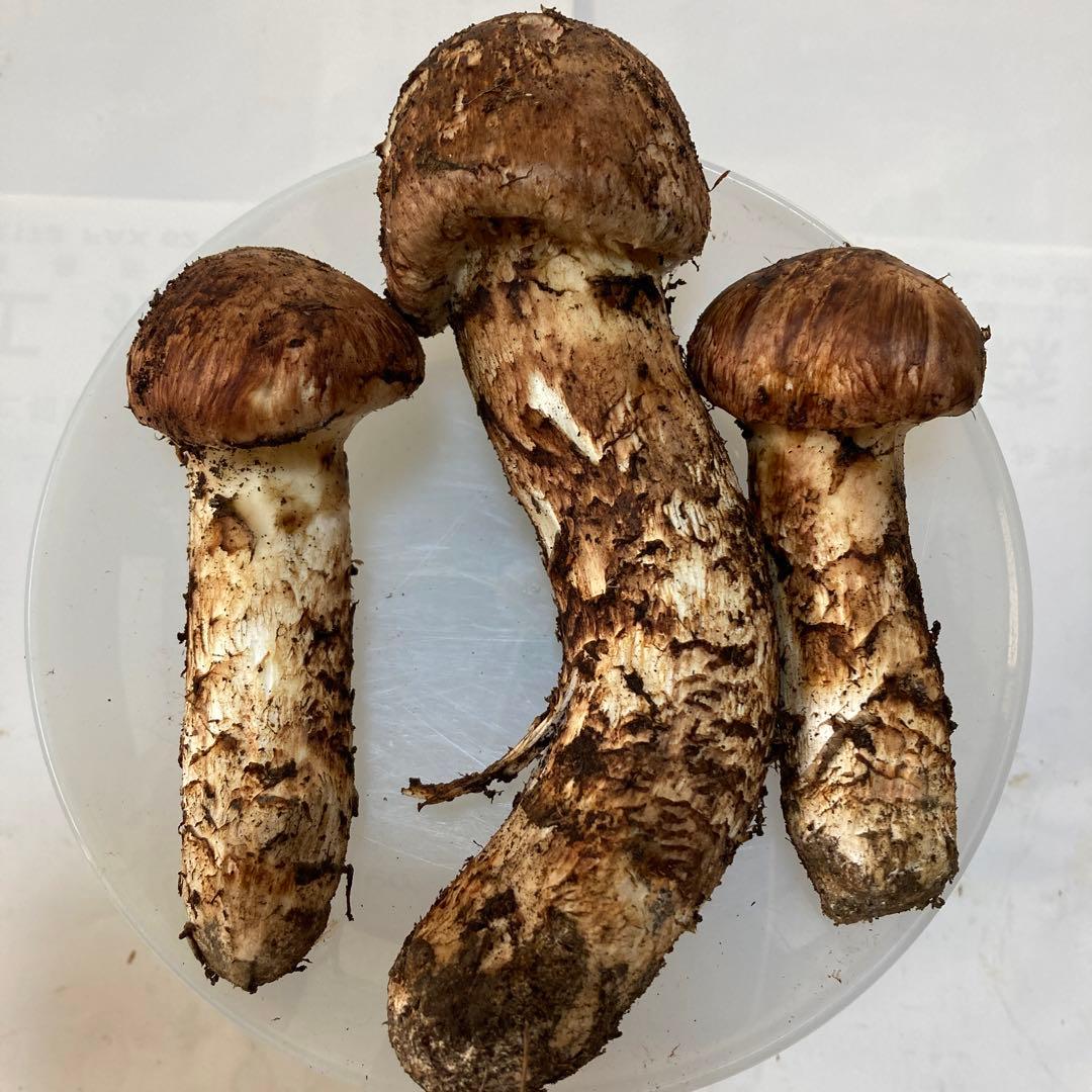 岩手県産　松茸　３本(230g)
