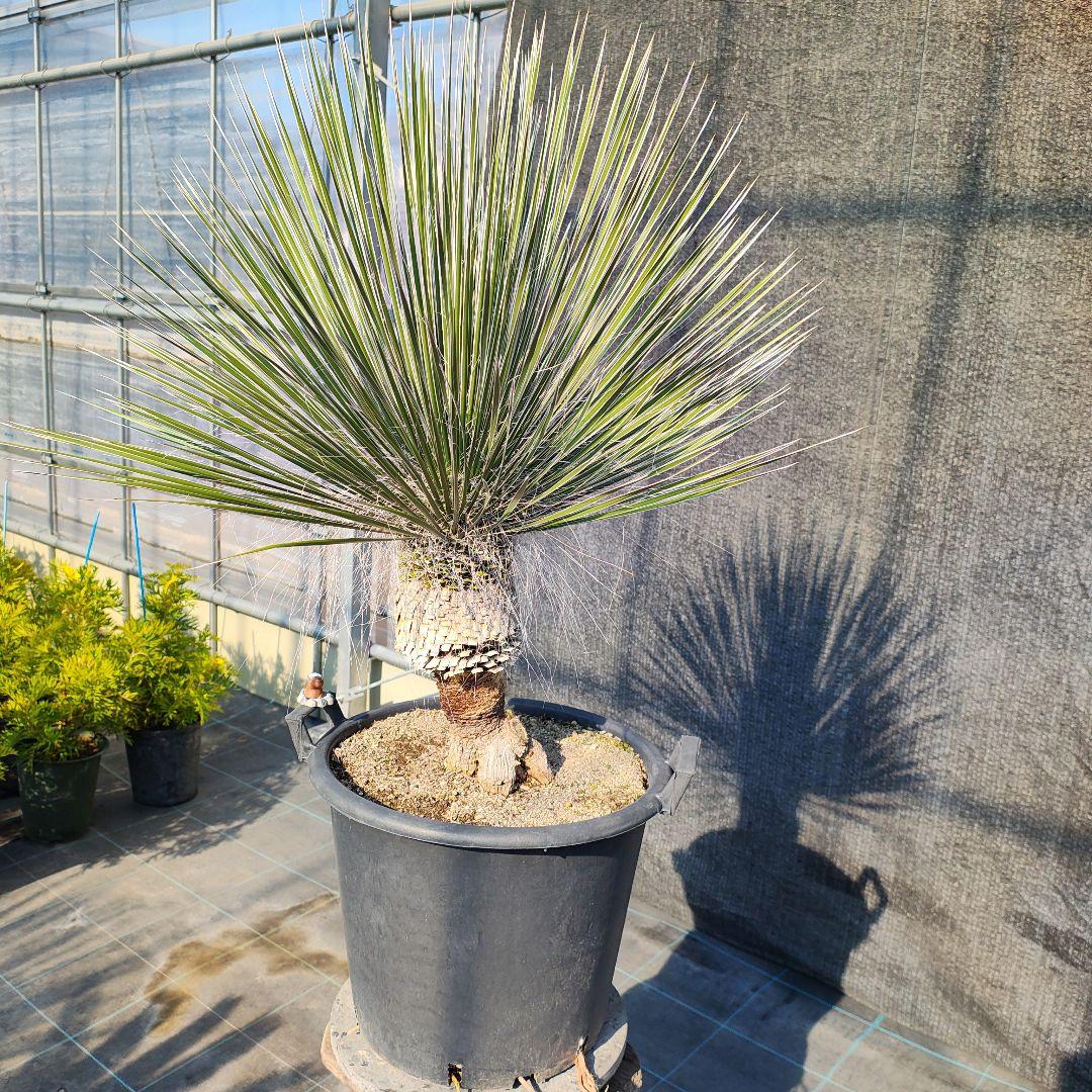 ユッカ エラータ 美株