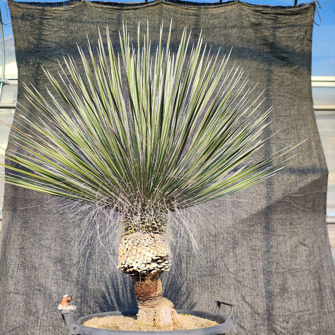 ユッカ エラータ 美株