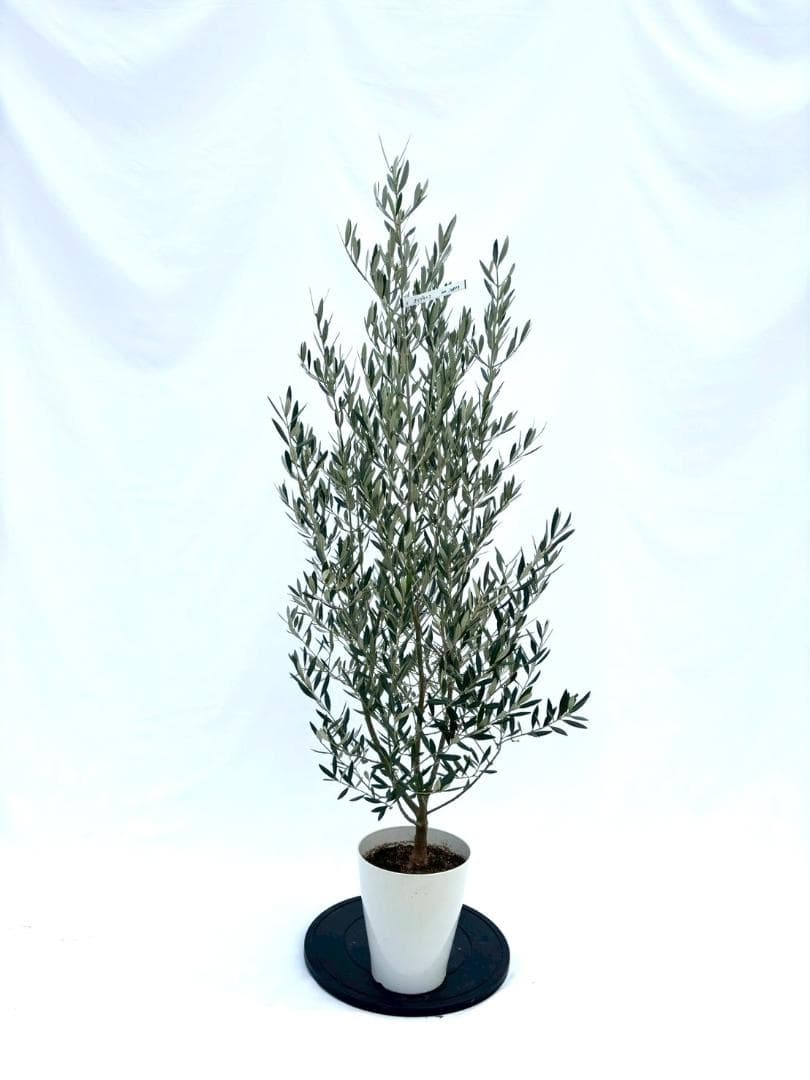 オリーブの木　ホジブランコ　7号　約150cm　NO.853　人気品種　現品掲載