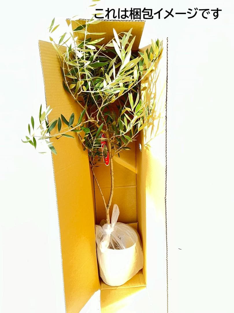 オリーブの木　ホジブランコ　7号　約150cm　NO.853　人気品種　現品掲載