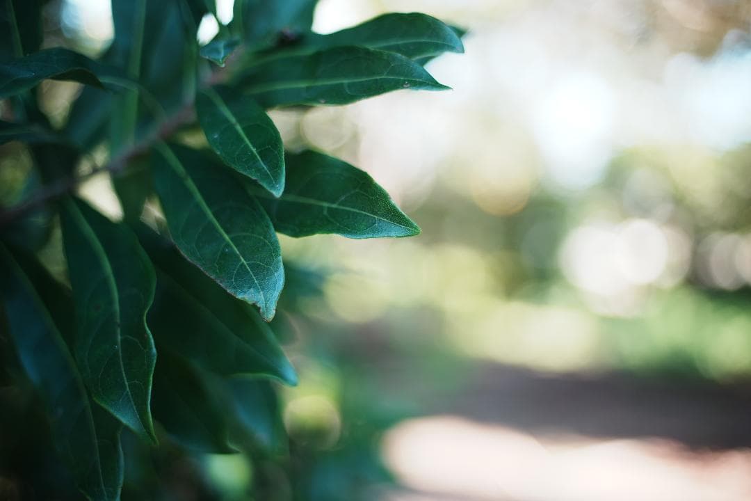 希少 Canon FD 35mm F2 S.S.C concave 864