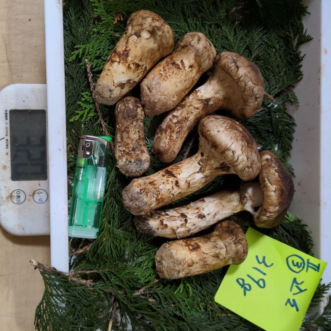 和歌山松茸 新鮮朝市　込み込み　319㌘