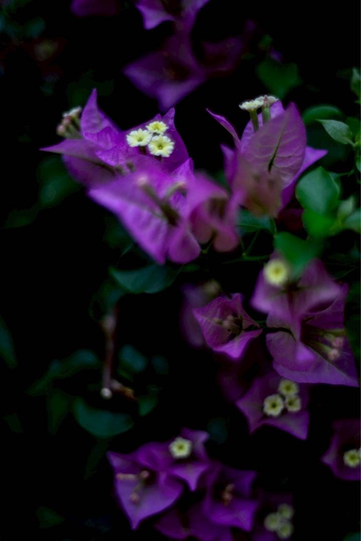 【ほぼ新品】NOKTON classic 35mm F1.4 E-mount