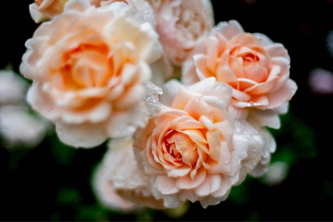 【ほぼ新品】NOKTON classic 35mm F1.4 E-mount