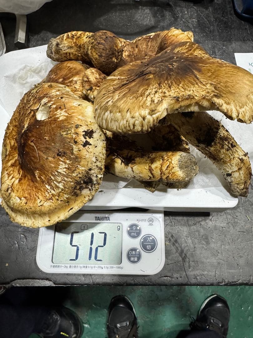 本日終了　岐阜県産　国産　松茸　500g　クロネコクール便着払い