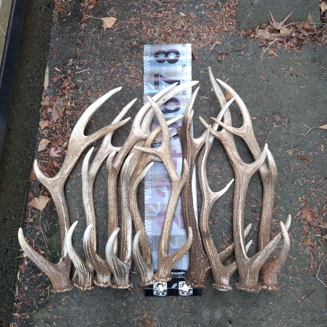 蝦夷鹿の角　10本