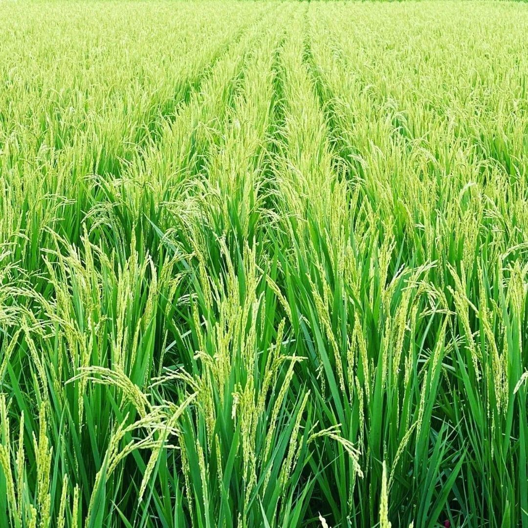 令和7年8月収穫土佐米/高知県産コシヒカリ(玄米)30kg 送料込/(箱入)