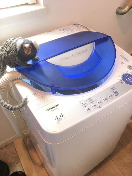 この洗濯機 ‥‥安いです※引き取り限定