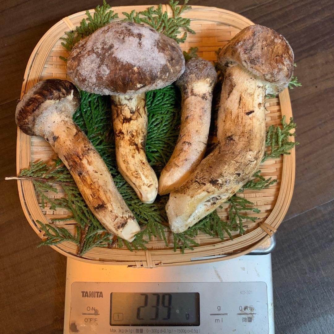 ②【岩手県産天然松茸】冷凍松茸　国産本場　つぼみ開き　239g