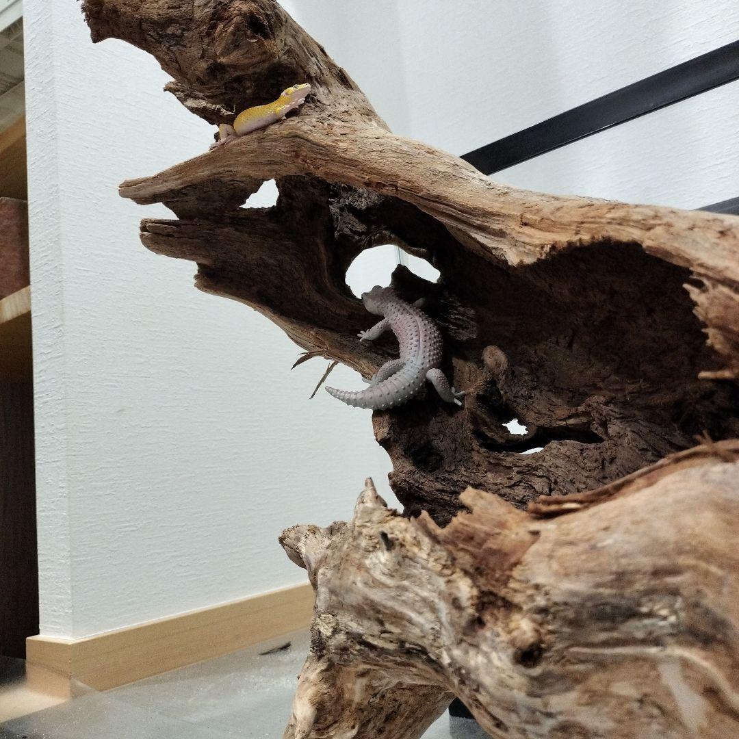 【No.901】超大型シェルター流木　爬虫類レイアウト✫