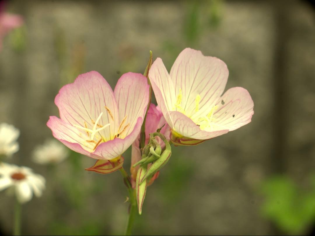 レンズ(単焦点) @G.Rodenstock Trinaranastigmat 4.5/135mm