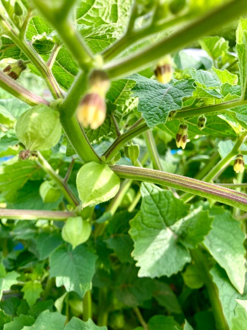 専用出品です　食用ほおずきトマチロコサックパイナップル2kg 9/8(月)発送