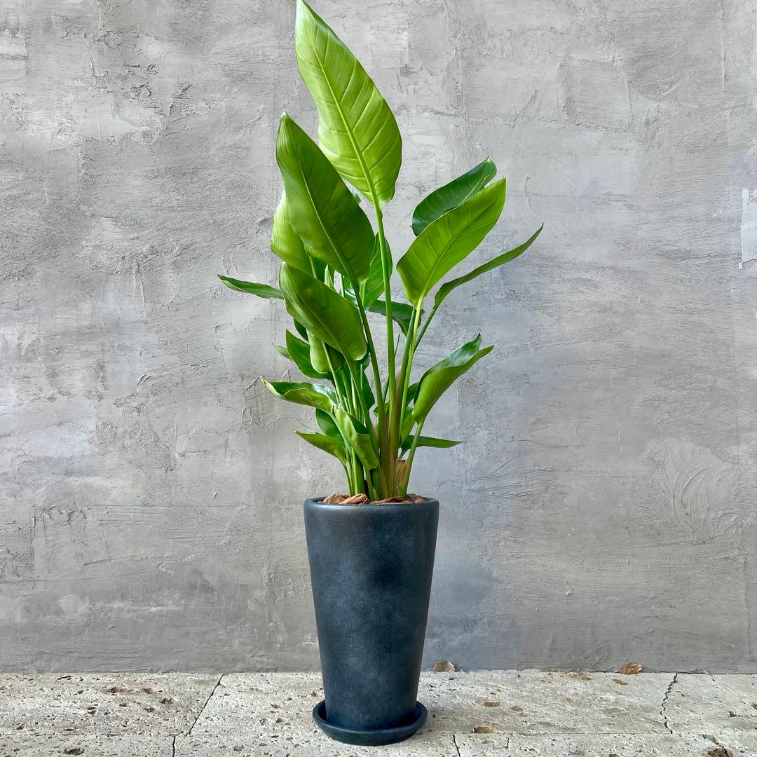 ストレリチア　オーガスタ　4株　天然苔仕立て　陶器鉢　植え込み発送