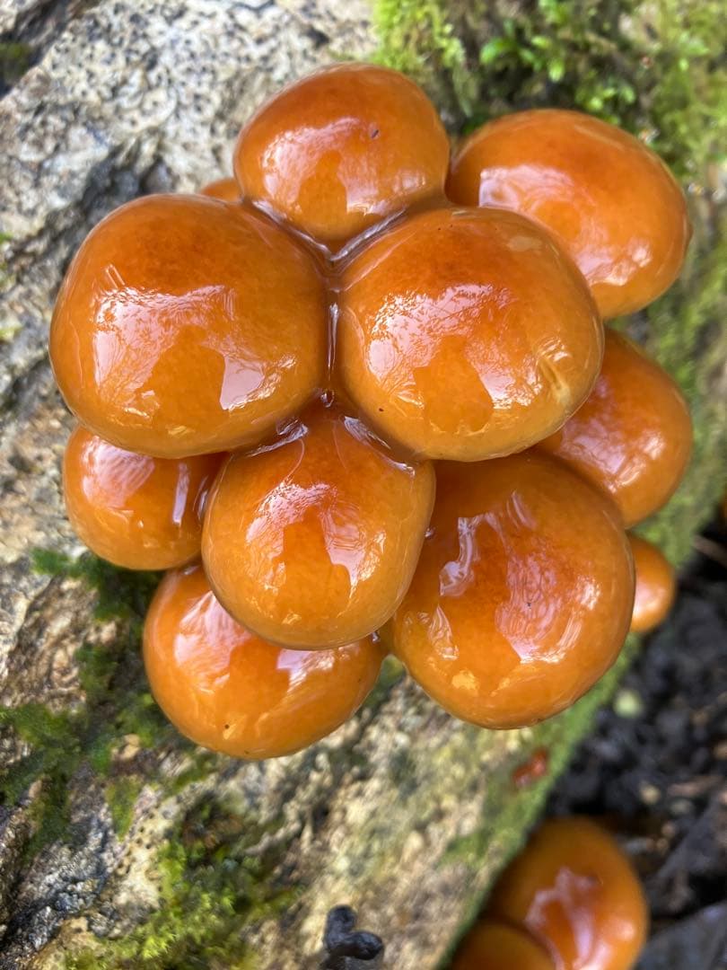 『１１／14のみ出品』そろそろ終了！！秋田県産肉厚ぷりぷりなめこ３キロ