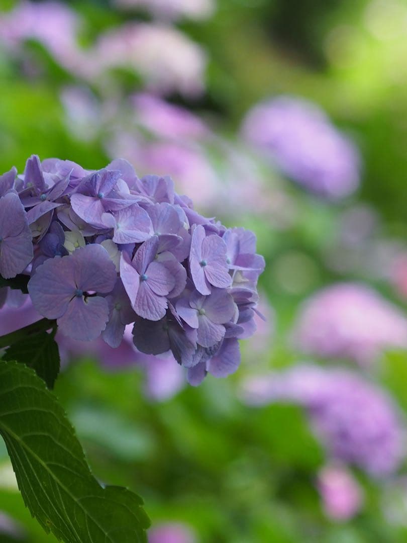 OLYMPUS 単焦点レンズ　M.ZUIKO DIGITAL 45mm F1.8