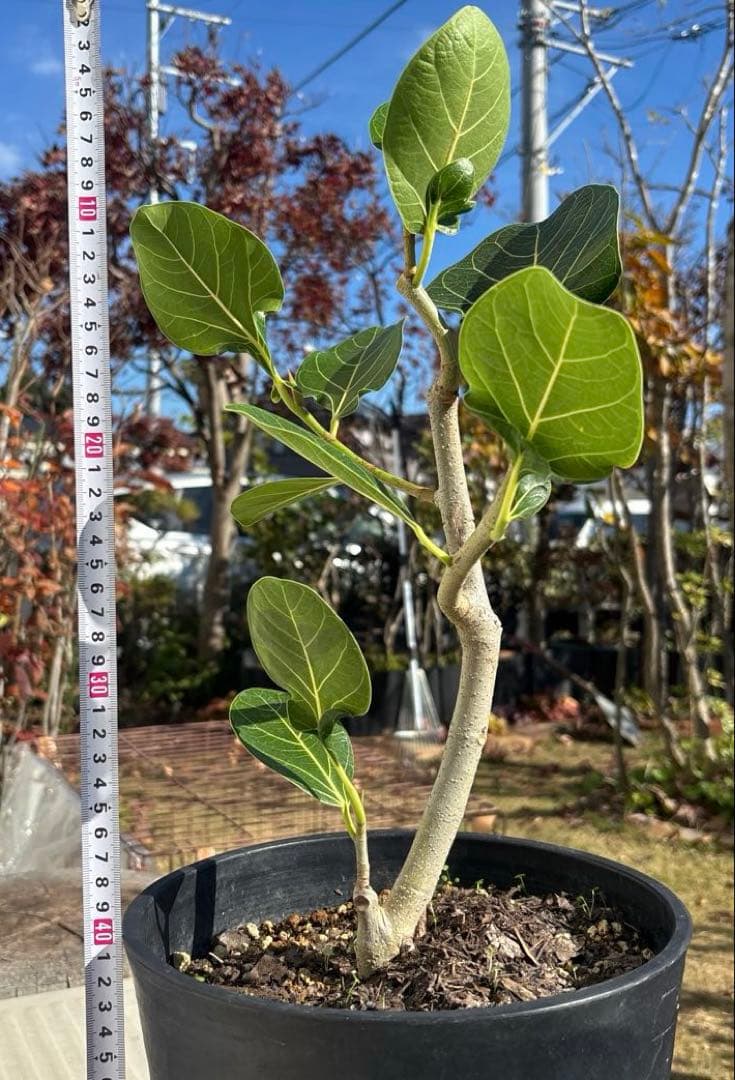みさと　フィカス　クリシュナボダイジュ　植物　インテリア