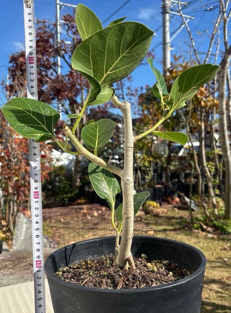 みさと　フィカス　クリシュナボダイジュ　植物　インテリア