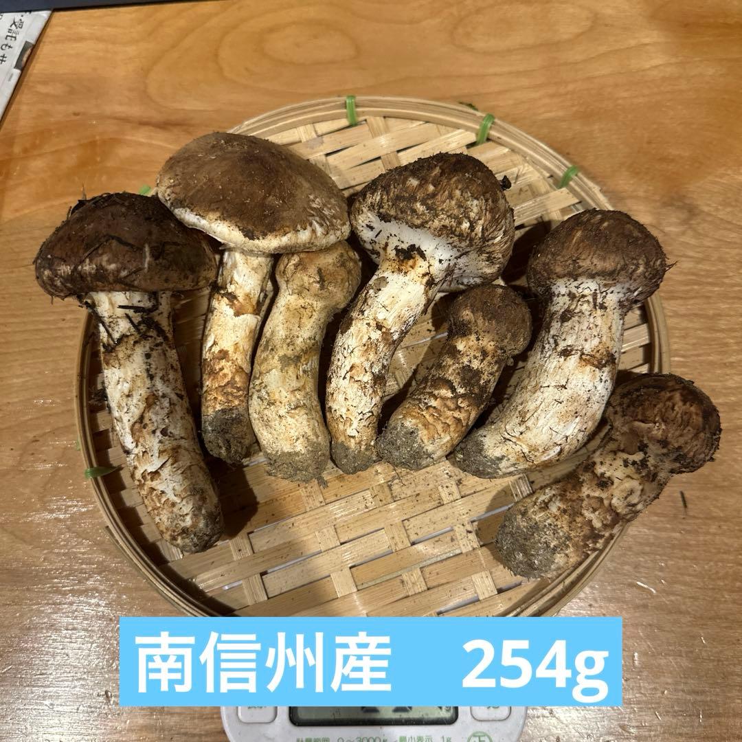 松茸　南信州産②