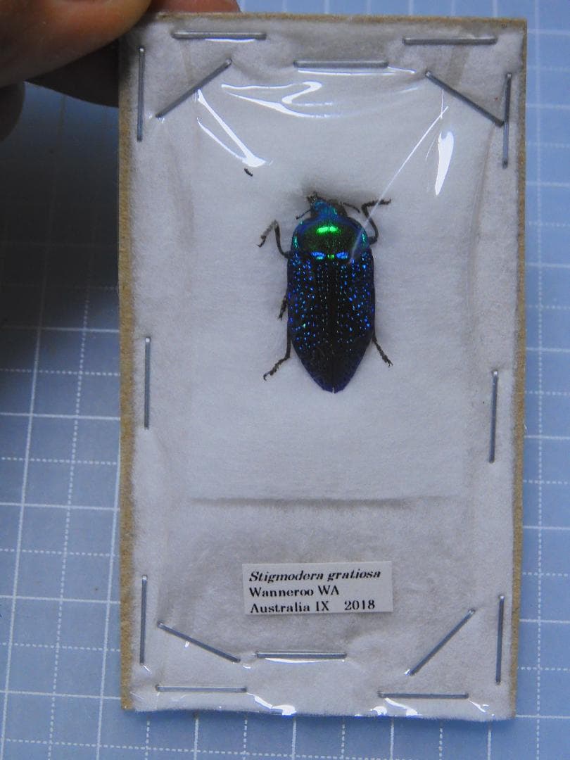 標本 Australia Stigmodera groriosa 18mm