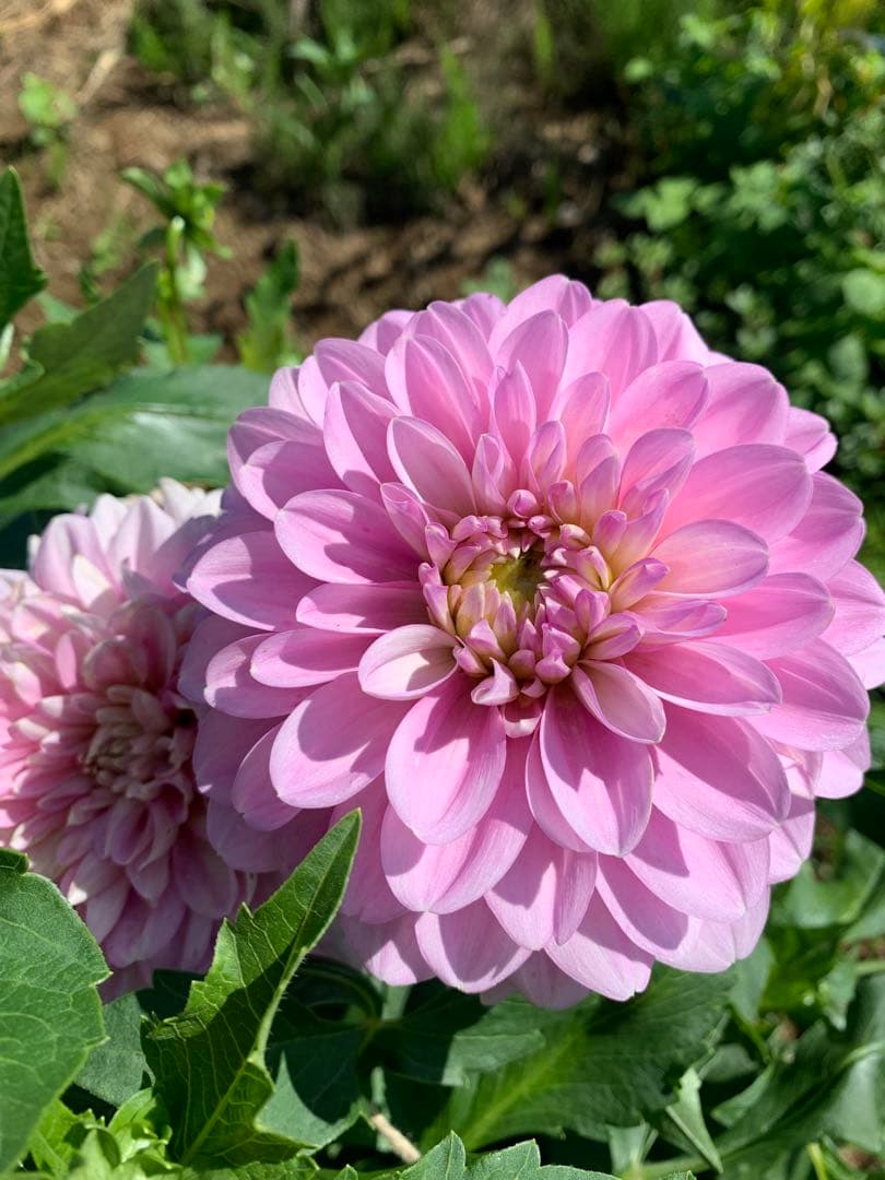 にんさま専売　特選ダリアナマハゲ30種