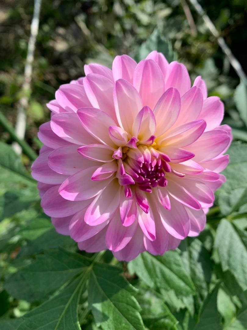 にんさま専売　特選ダリアナマハゲ30種