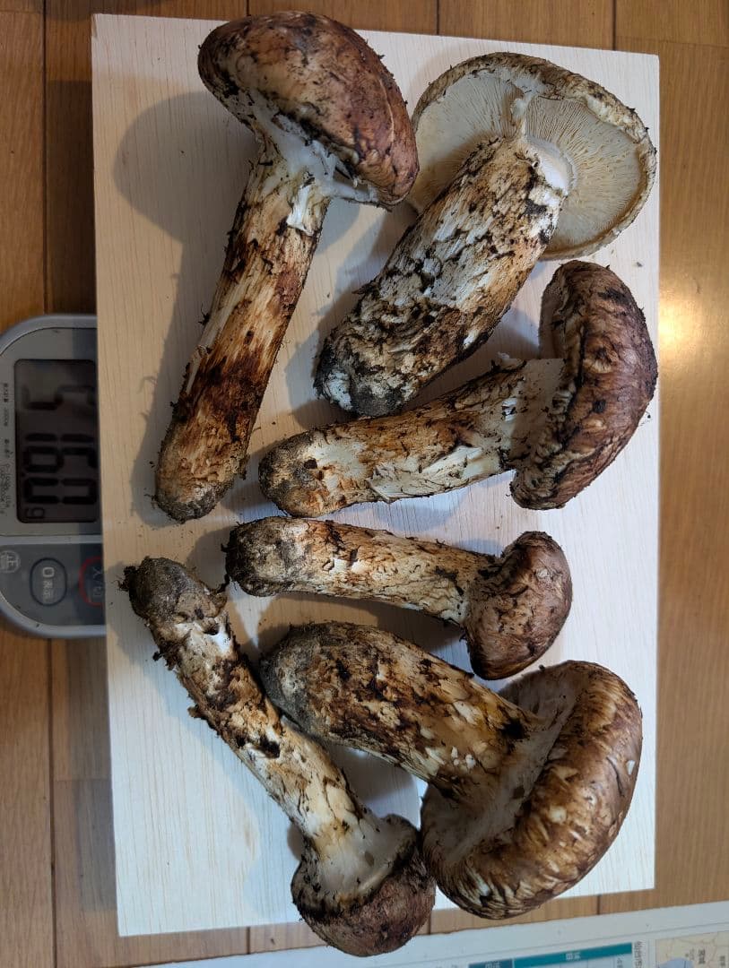 岩手県岩泉産松茸　状態◎10/19採り