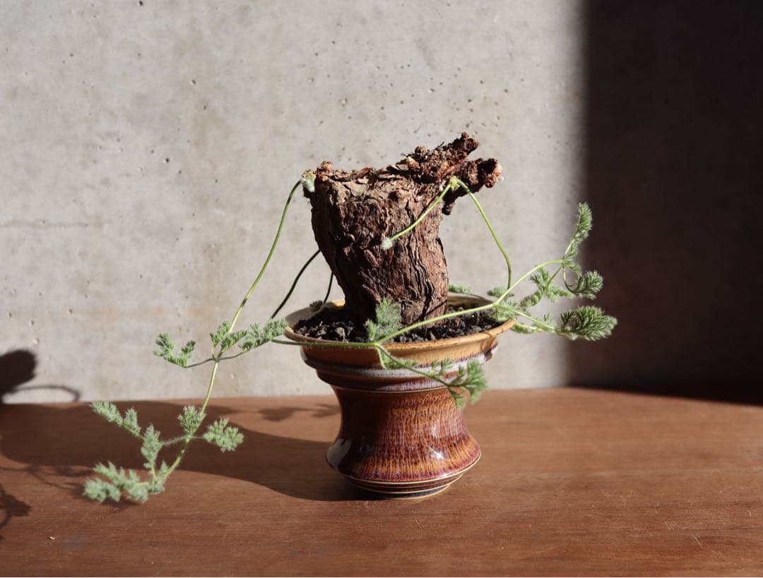 値下げ　現地株　発根済み　ペラルゴニウム　トリステ