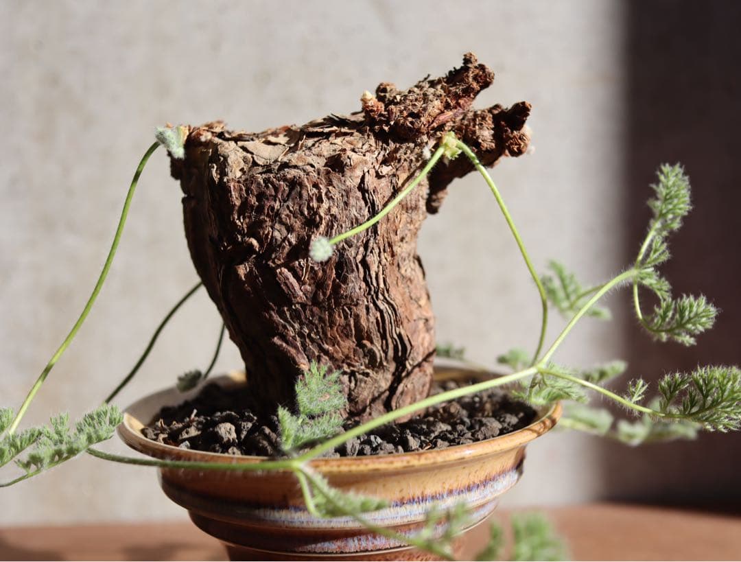 値下げ　現地株　発根済み　ペラルゴニウム　トリステ