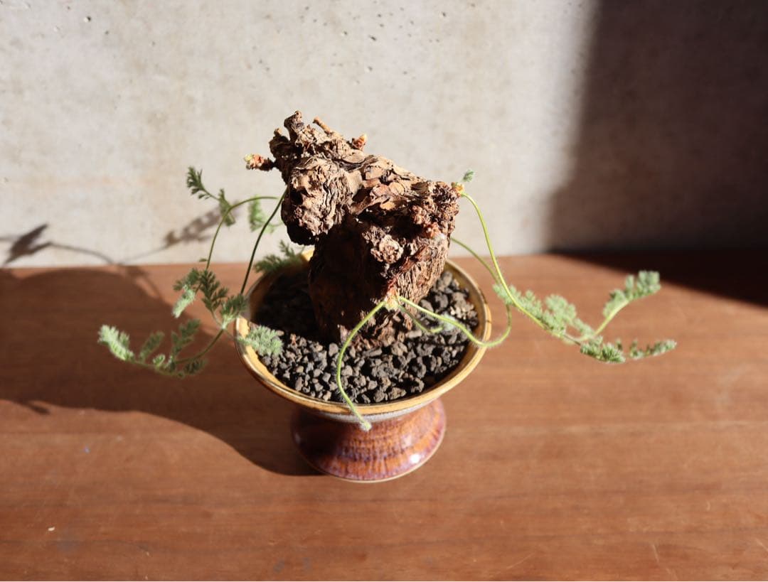 値下げ　現地株　発根済み　ペラルゴニウム　トリステ