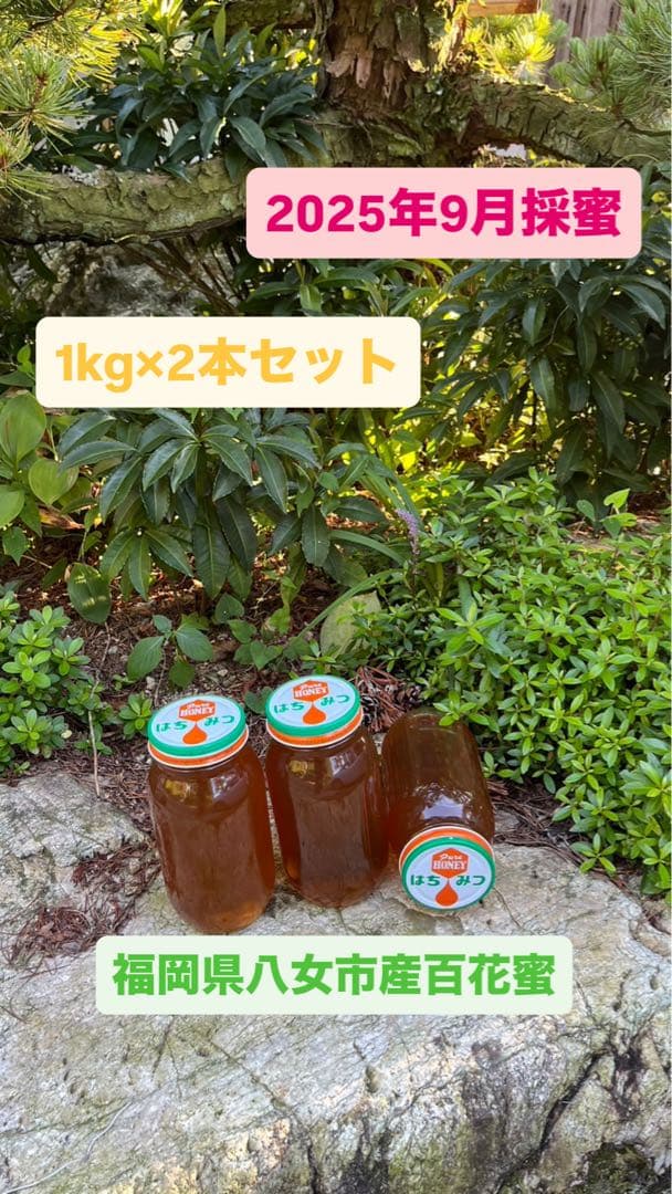 残り4kg/日本蜜蜂ハチミツ/百花蜜/1kg×2本/【最終値下げ】