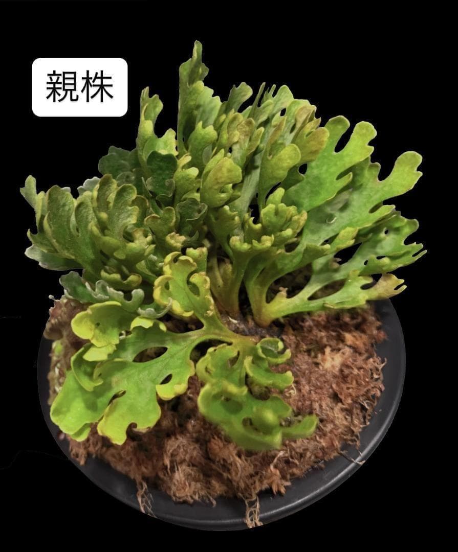 ビカクシダ リドレイ ドワーフ シルバー 小株　R-5