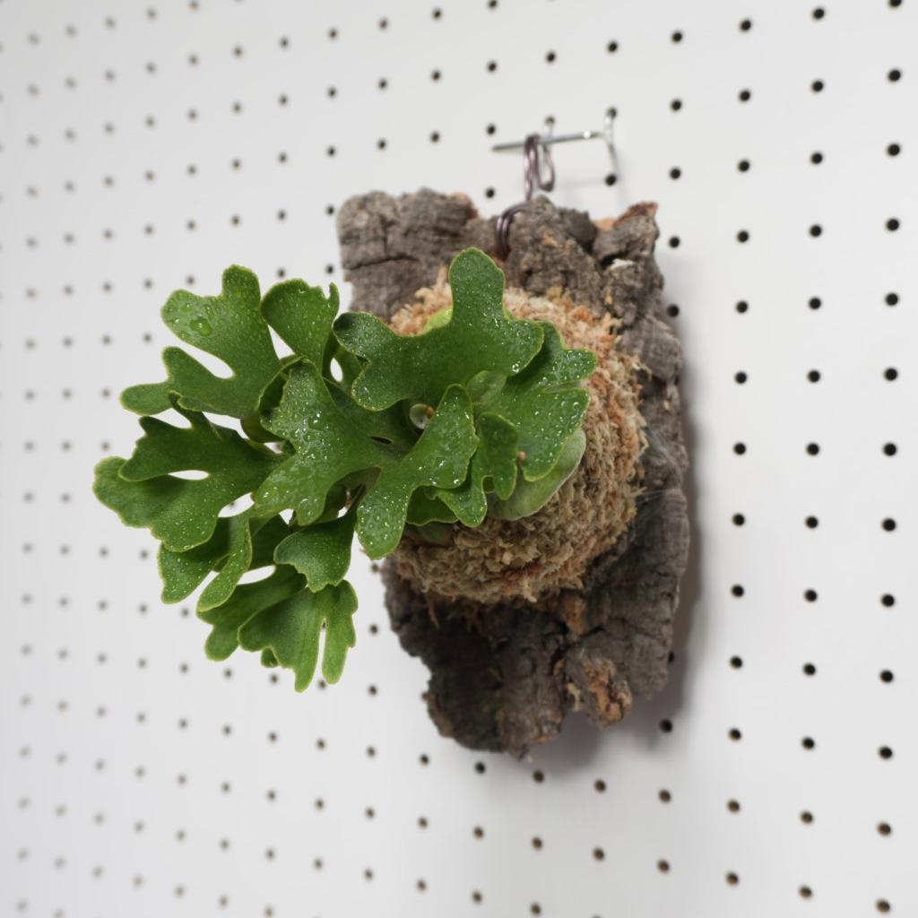 ビカクシダ リドレイ ドワーフ シルバー 小株　R-5