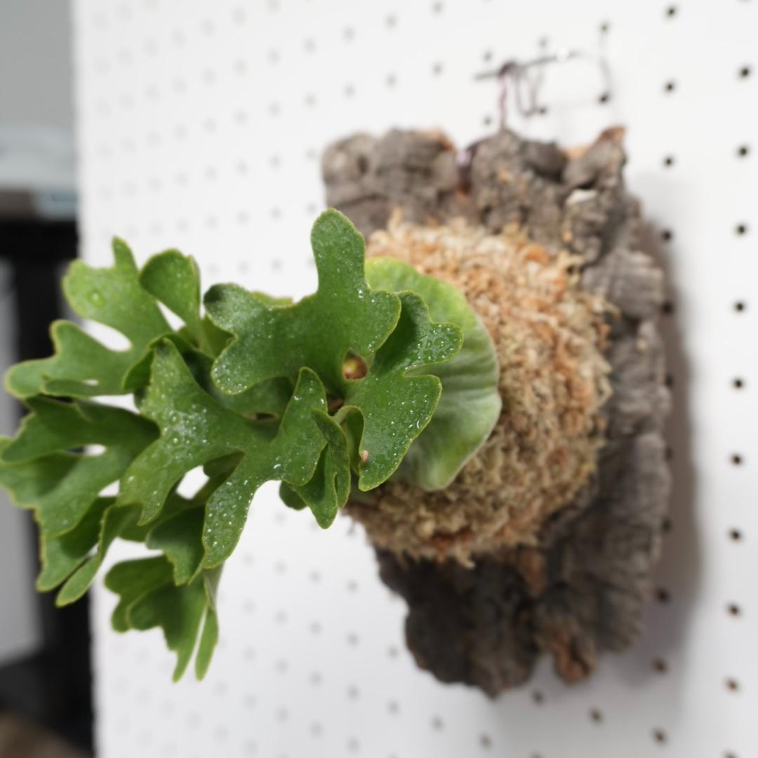 ビカクシダ リドレイ ドワーフ シルバー 小株　R-5