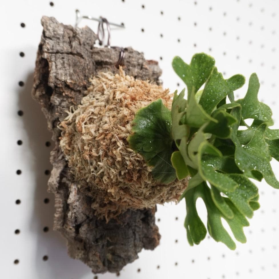 ビカクシダ リドレイ ドワーフ シルバー 小株　R-5