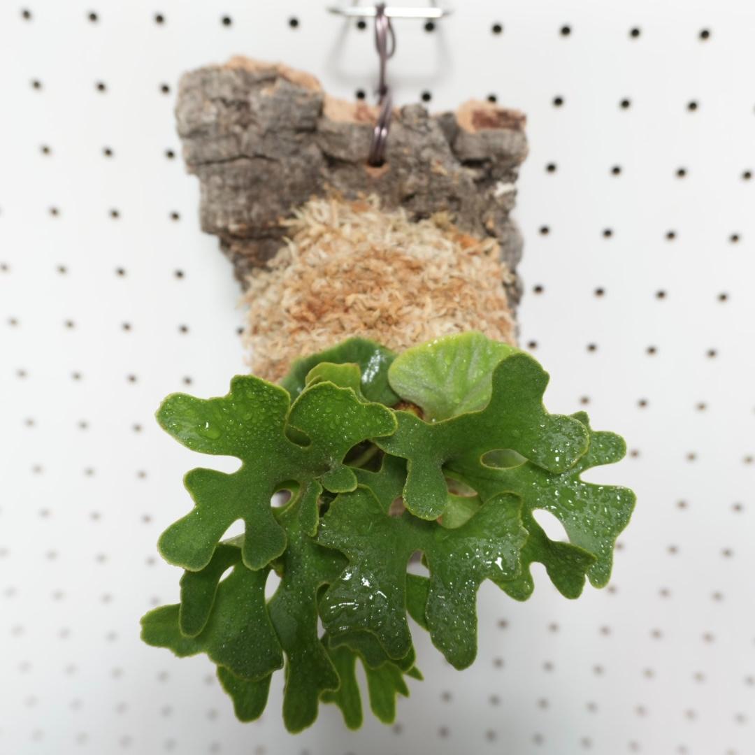 ビカクシダ リドレイ ドワーフ シルバー 小株　R-5