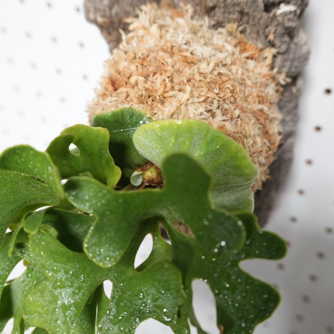 ビカクシダ リドレイ ドワーフ シルバー 小株　R-5