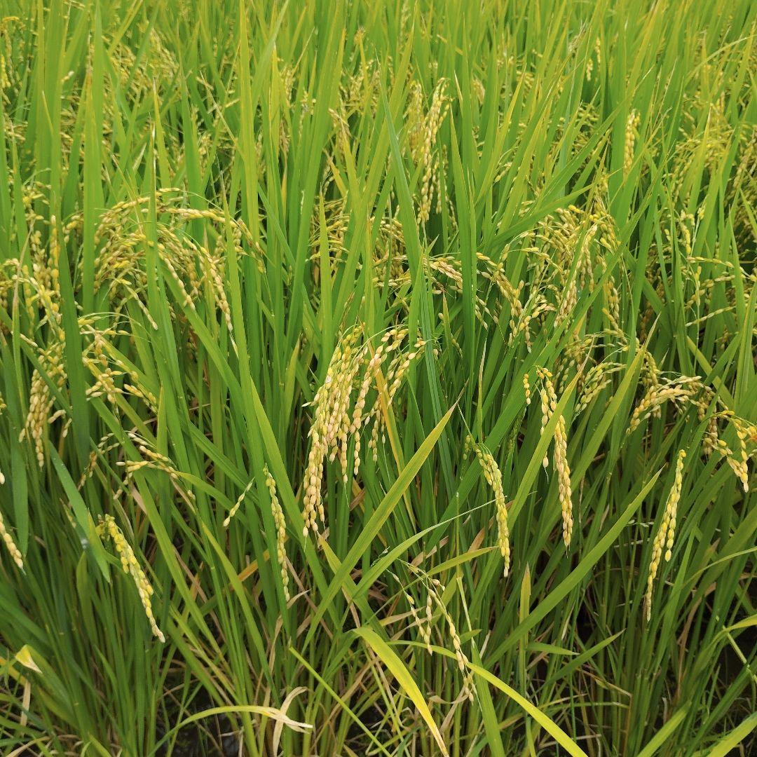 令和7年産　彩のかがやき　10キロ