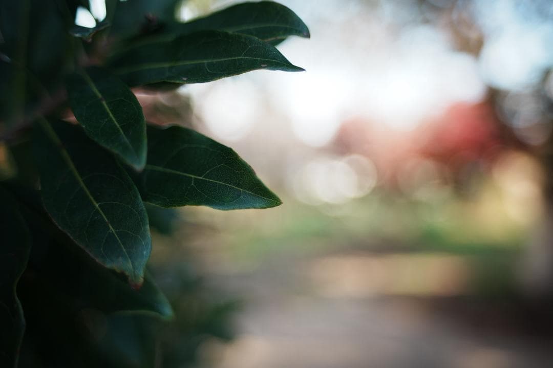 【幻のレンズ】Carl Zeiss Distagon 28mm F2 AEG 4