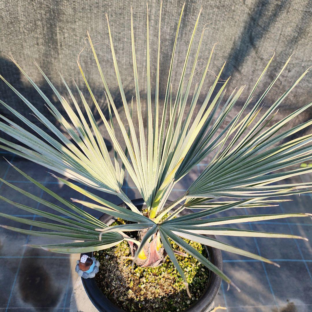 ブラヘア アルマータ