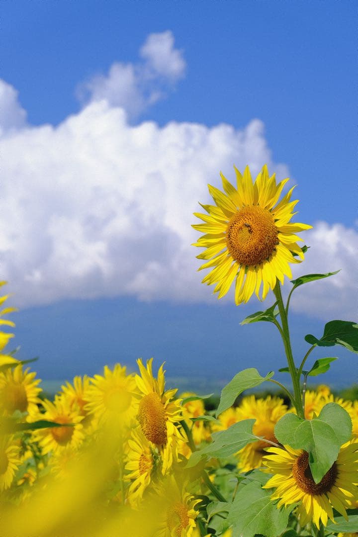 Tokina 100-300mm レンズ